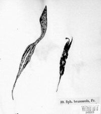 Mycosphaerella brunneola image